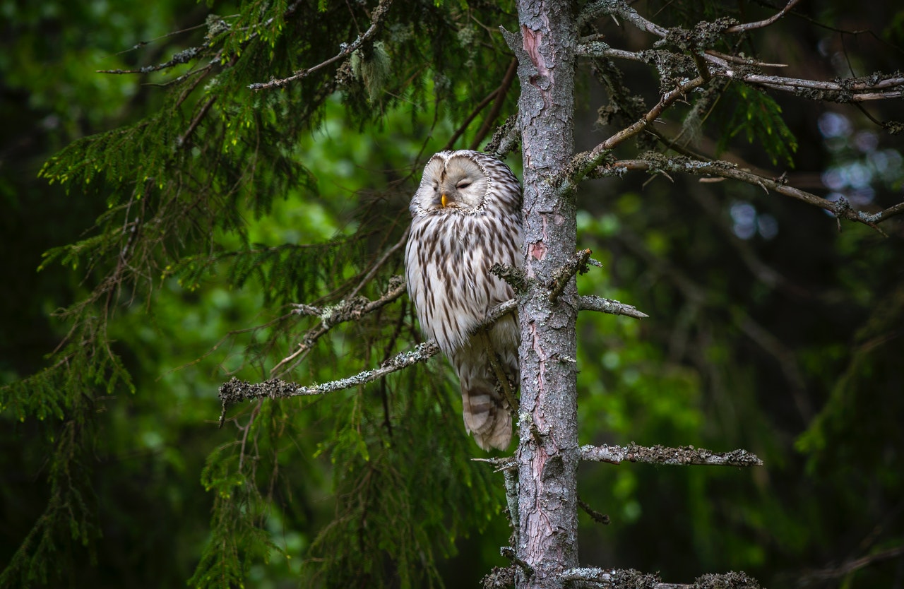 Photo by Erik Karits from Pexels